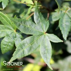 KATSURA NISHIKI UPRIGHT JAPANESE MAPLE -SOONER PLANT FARM Sales DETA 3861