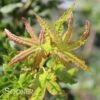 RADIANT™ UPRIGHT JAPANESE MAPLE -SOONER PLANT FARM Sales DETA 3862