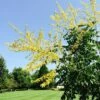 SUMMERBURST® GOLDEN RAINTREE -SOONER PLANT FARM Sales DETA 3871