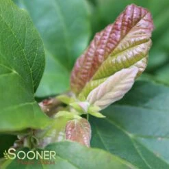 RUBY VASE® PERSIAN IRONWOOD -SOONER PLANT FARM Sales DETA 3872