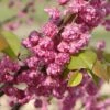 PINK POM POMS REDBUD 2 PINK POM POMS REDBUD -SOONER PLANT FARM Sales DETA 3874