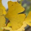 PRINCETON SENTRY® GINKGO -SOONER PLANT FARM Sales DETA 3875