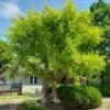 GOLDEN REY ELM 2 GOLDEN REY ELM -SOONER PLANT FARM Sales DETA 39
