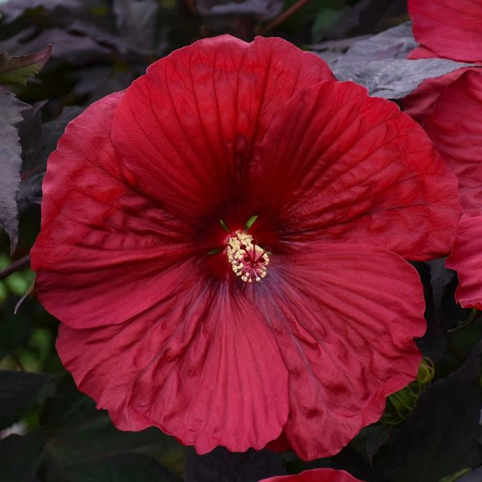 SUMMERIFIC® HOLY GRAIL HARDY HIBISCUS 4 SUMMERIFIC® HOLY GRAIL HARDY HIBISCUS - Image 2