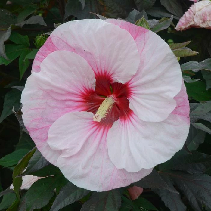 SUMMERIFIC® PERFECT STORM HARDY HIBISCUS 4 SUMMERIFIC® PERFECT STORM HARDY HIBISCUS - Image 2