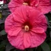 SUMMERIFIC® EVENING ROSE HARDY HIBISCUS 2 SUMMERIFIC® EVENING ROSE HARDY HIBISCUS -SOONER PLANT FARM Sales DETA 3902