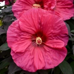 SUMMERIFIC® EVENING ROSE HARDY HIBISCUS
