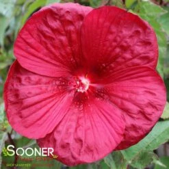 VINTAGE WINE HARDY HIBISCUS