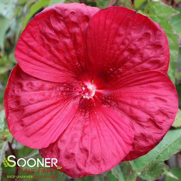 VINTAGE WINE HARDY HIBISCUS 3 VINTAGE WINE HARDY HIBISCUS