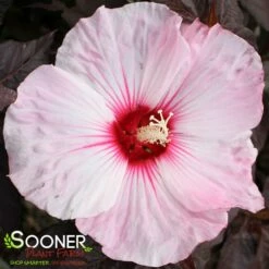 DARK MYSTERY HARDY HIBISCUS