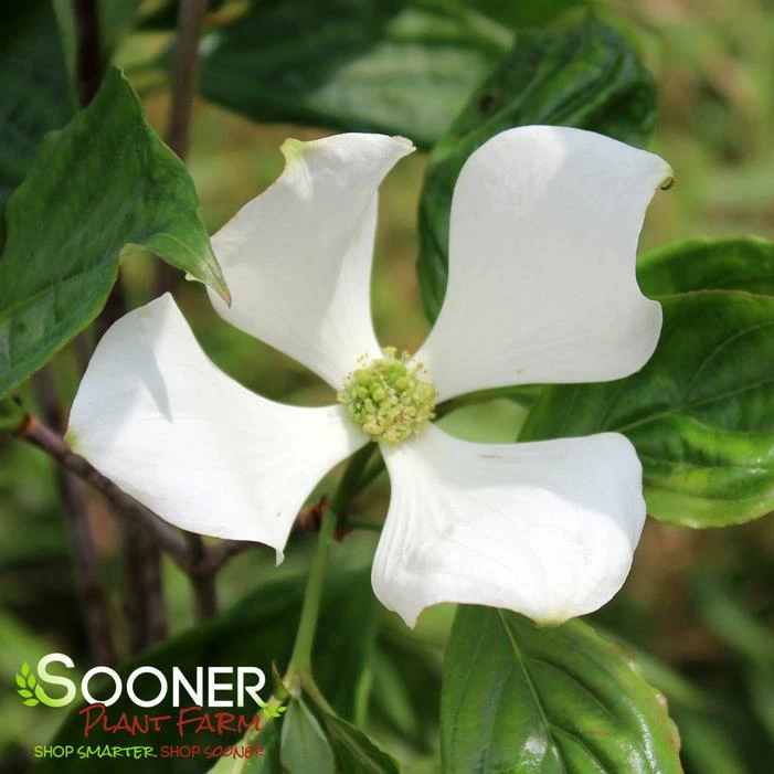 VENUS® DOGWOOD 3 VENUS® DOGWOOD
