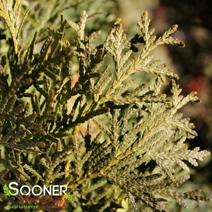 SKYWALKER™ ARBORVITAE 4 SKYWALKER™ ARBORVITAE - Image 2