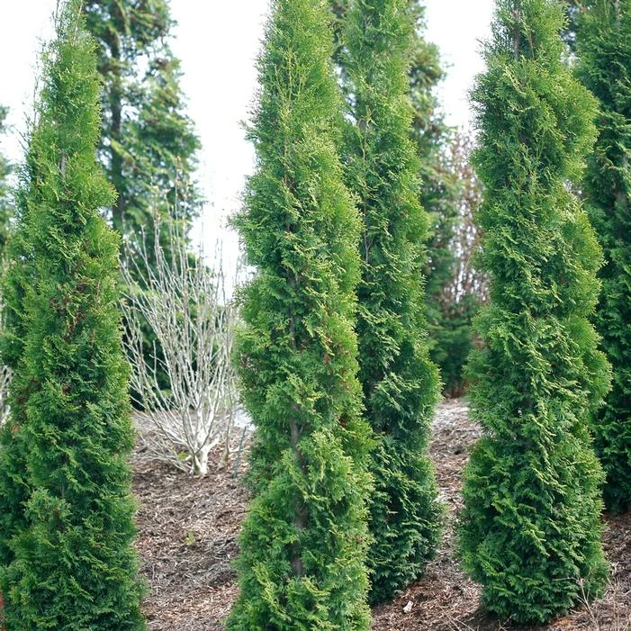 FULL SPEED A HEDGE® THIN MAN® ARBORVITAE 3 FULL SPEED A HEDGE® THIN MAN® ARBORVITAE