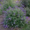 MONARCH® BLUE KNIGHT BUTTERFLY BUSH -SOONER PLANT FARM Sales DETA 3935