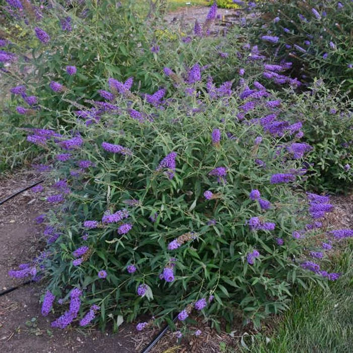 MONARCH® BLUE KNIGHT BUTTERFLY BUSH 3 MONARCH® BLUE KNIGHT BUTTERFLY BUSH