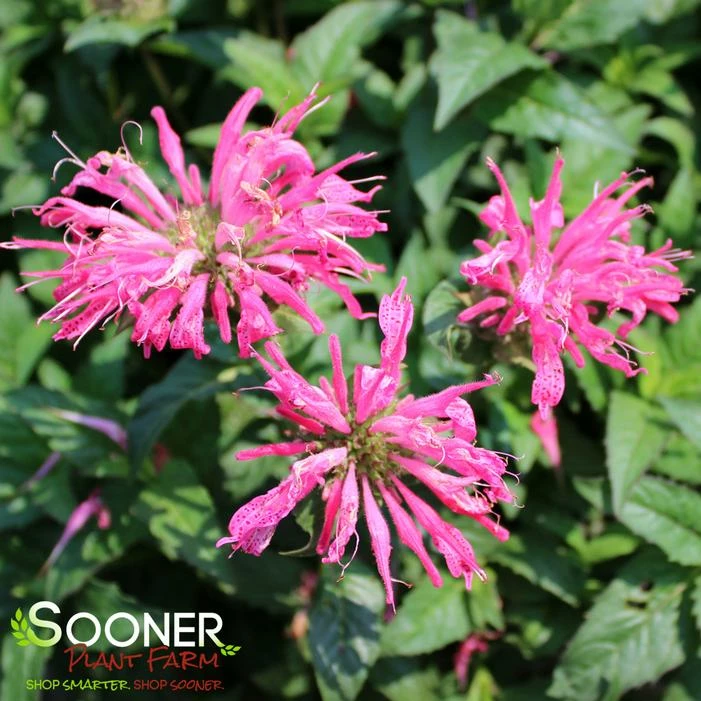 ELECTRIC NEON PINK BEEBALM 5 ELECTRIC NEON PINK BEEBALM - Image 3