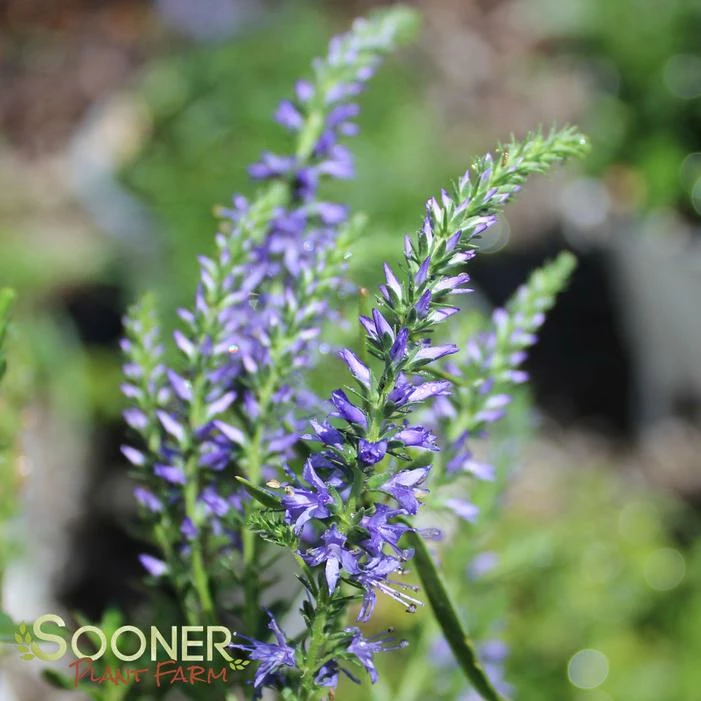 MAGIC SHOW® WIZARD OF AHHS SPEEDWELL 6 MAGIC SHOW® WIZARD OF AHHS SPEEDWELL - Image 4