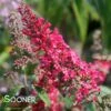 MONARCH® PRINCE CHARMING BUTTERFLY BUSH 1 MONARCH® PRINCE CHARMING BUTTERFLY BUSH -SOONER PLANT FARM Sales DETA 3953