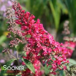 MONARCH® PRINCE CHARMING BUTTERFLY BUSH