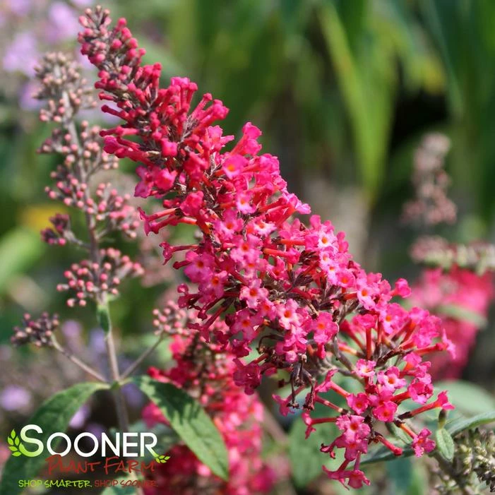 MONARCH® PRINCE CHARMING BUTTERFLY BUSH 3 MONARCH® PRINCE CHARMING BUTTERFLY BUSH