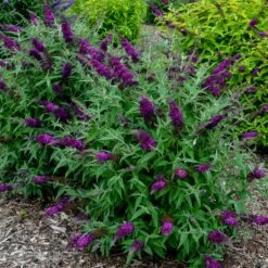 HUMDINGER® MAGENTA MUNCHKIN BUTTERFLY BUSH 7 HUMDINGER® MAGENTA MUNCHKIN BUTTERFLY BUSH -SOONER PLANT FARM Sales DETA 3963
