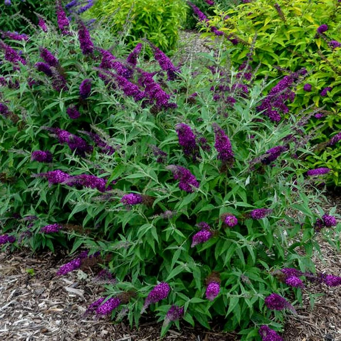 HUMDINGER® MAGENTA MUNCHKIN BUTTERFLY BUSH 5 HUMDINGER® MAGENTA MUNCHKIN BUTTERFLY BUSH - Image 3