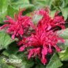 SUGAR BUZZ® CHERRY POPS BEEBALM 2 SUGAR BUZZ® CHERRY POPS BEEBALM -SOONER PLANT FARM Sales DETA 3965