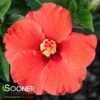 DARK HEART TROPICAL HIBISCUS -SOONER PLANT FARM Sales DETA 3994