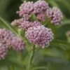 CINDERELLA SWAMP MILKWEED 2 CINDERELLA SWAMP MILKWEED -SOONER PLANT FARM Sales DETA 4009