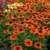 SOMBRERO® FLAMENCO ORANGE CONEFLOWER 2 SOMBRERO® FLAMENCO ORANGE CONEFLOWER -SOONER PLANT FARM Sales DETA 4011