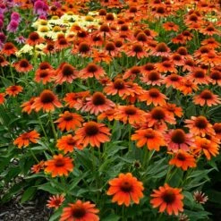 SOMBRERO® FLAMENCO ORANGE CONEFLOWER