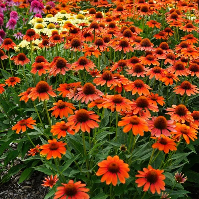SOMBRERO® FLAMENCO ORANGE CONEFLOWER 3 SOMBRERO® FLAMENCO ORANGE CONEFLOWER