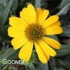SOMBRERO® LEMON YELLOW CONEFLOWER -SOONER PLANT FARM Sales DETA 4012
