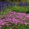 ENDURASCAPE™ PINK BICOLOR VERBENA