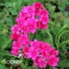 ENDURASCAPE™ MAGENTA VERBENA -SOONER PLANT FARM Sales DETA 4020