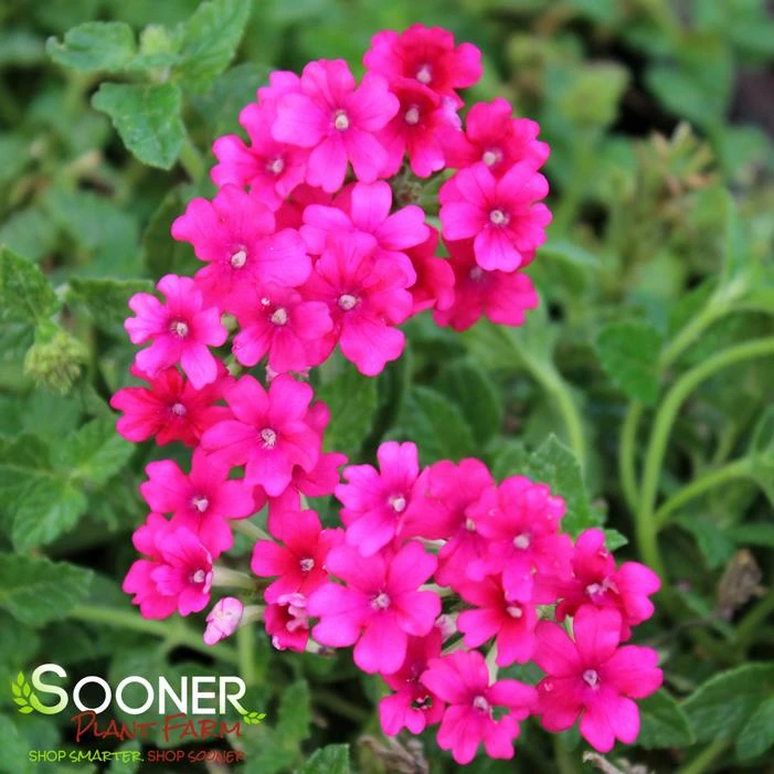 ENDURASCAPE™ MAGENTA VERBENA 3 ENDURASCAPE™ MAGENTA VERBENA