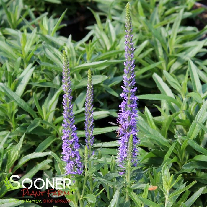 MOODY BLUES® SKY BLUE SPEEDWELL 3 MOODY BLUES® SKY BLUE SPEEDWELL