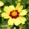 UPTICK™ YELLOW & RED TICKSEED -SOONER PLANT FARM Sales DETA 4041