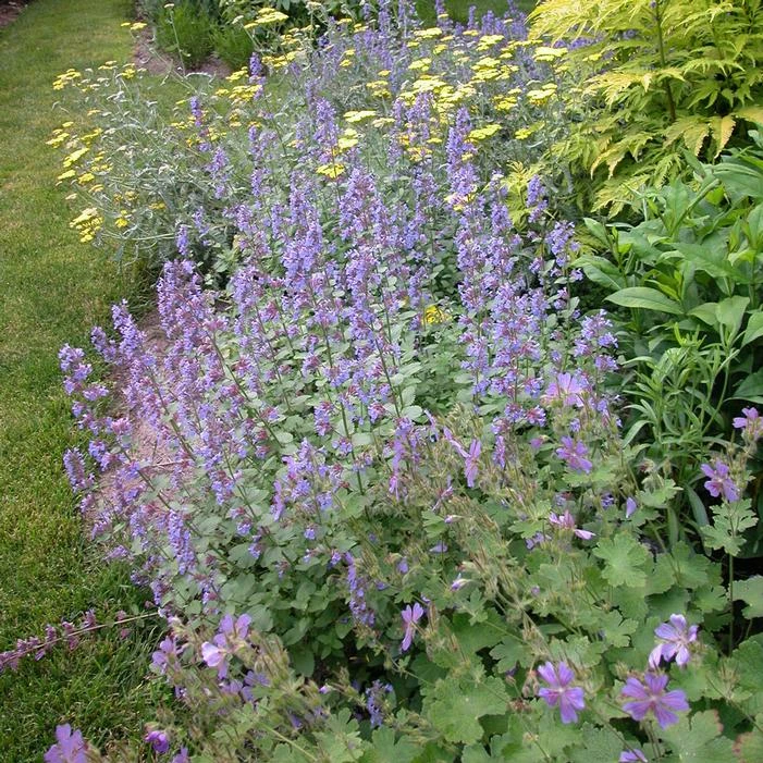 BLUE WONDER CATMINT 4 BLUE WONDER CATMINT - Image 2
