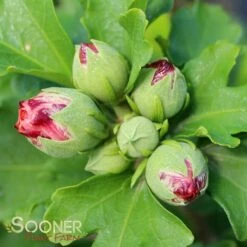 LADY BUG® ALTHEA -SOONER PLANT FARM Sales DETA 4065
