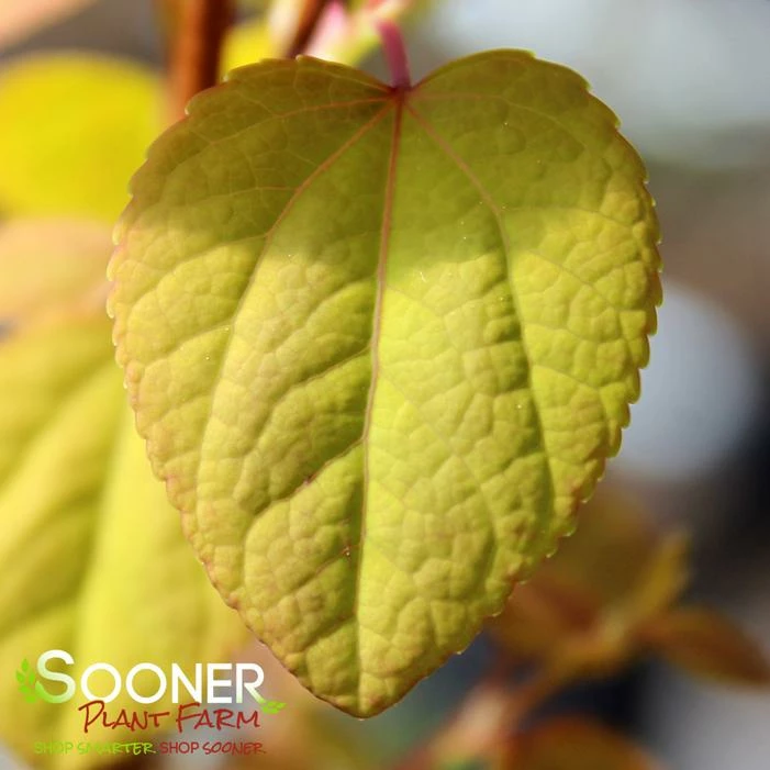 CLAIM JUMPER™ GOLDEN KATSURA TREE 4 CLAIM JUMPER™ GOLDEN KATSURA TREE - Image 2