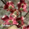 RAGIN' RED™ DOGWOOD 2 RAGIN' RED™ DOGWOOD -SOONER PLANT FARM Sales DETA 4070