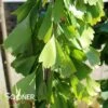 SARATOGA GINKGO 2 SARATOGA GINKGO -SOONER PLANT FARM Sales DETA 4072
