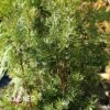 H.M. EDDIE UPRIGHT YEW -SOONER PLANT FARM Sales DETA 4089