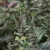 CRESTED SURF JAPANESE PAINTED FERN -SOONER PLANT FARM Sales DETA 4097