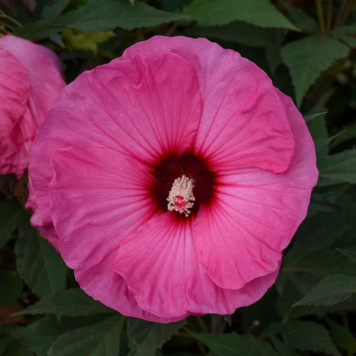 SUMMERIFIC® CANDY CRUSH HARDY HIBISCUS 4 SUMMERIFIC® CANDY CRUSH HARDY HIBISCUS - Image 2