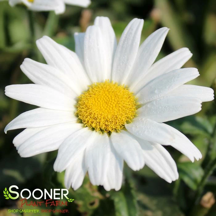 AMAZING DAISIES® DAISY MAY® SHASTA DAISY 3 AMAZING DAISIES® DAISY MAY® SHASTA DAISY