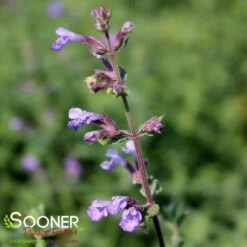 CAT'S MEOW CATMINT -SOONER PLANT FARM Sales DETA 4151