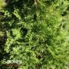 EMERALD GREEN ARBORVITAE 1 EMERALD GREEN ARBORVITAE -SOONER PLANT FARM Sales DETA 417