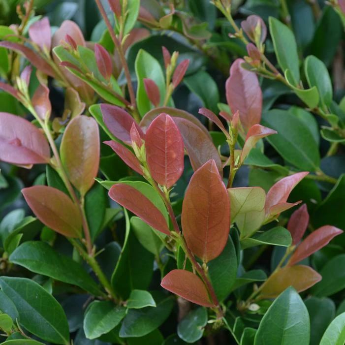 LINEBACKER™ DISTYLIUM 3 LINEBACKER™ DISTYLIUM